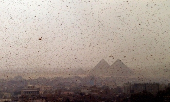 Locusts in Giza, Egypt 2004 (Reuters)